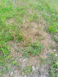 Image result for 100 hectares in apo wasa 